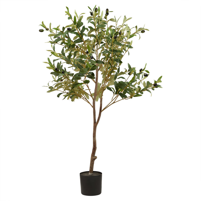 Calabria Small Olive Tree | 100cm