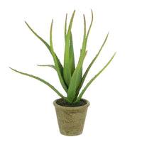 Aloe Plant In Pot | 28cm
