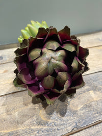 Artichoke Head | Large | Purple\Green