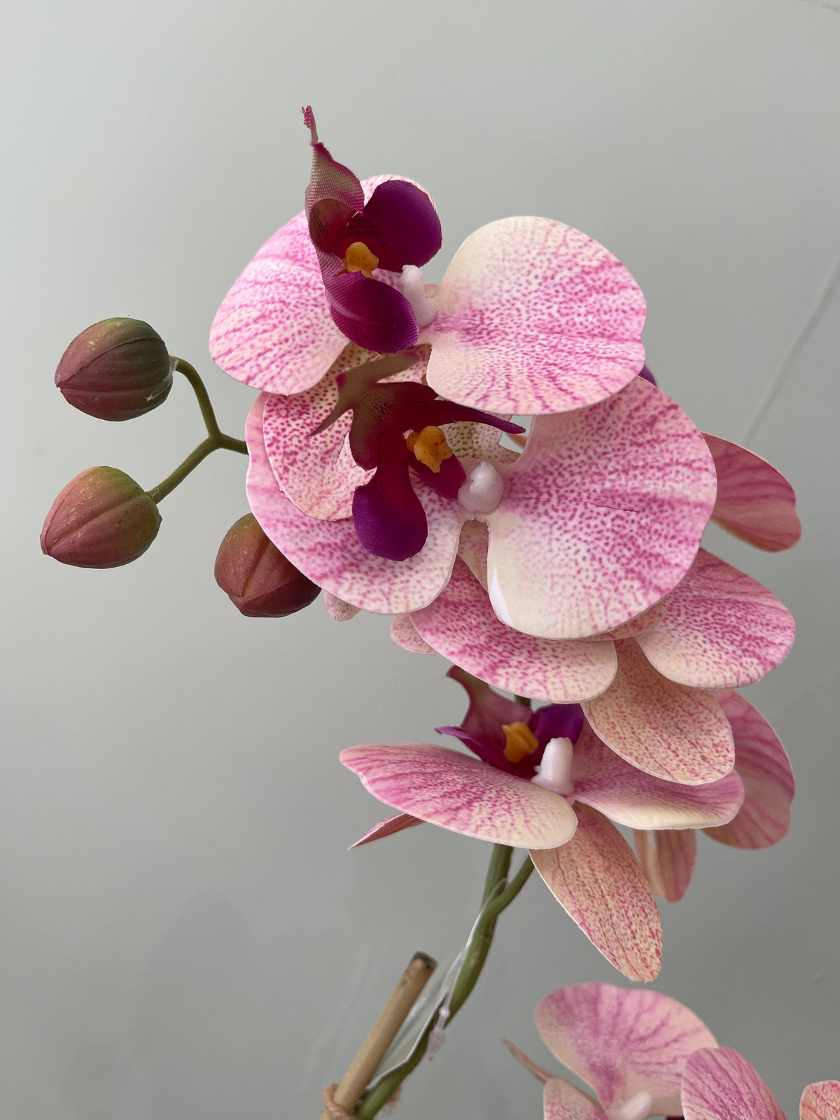 Orchid x2 In Ceramic Pot | 47cm