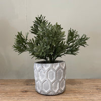 Potted Plant Assortment | 20cm