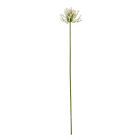 Agapanthus Stem | Cream