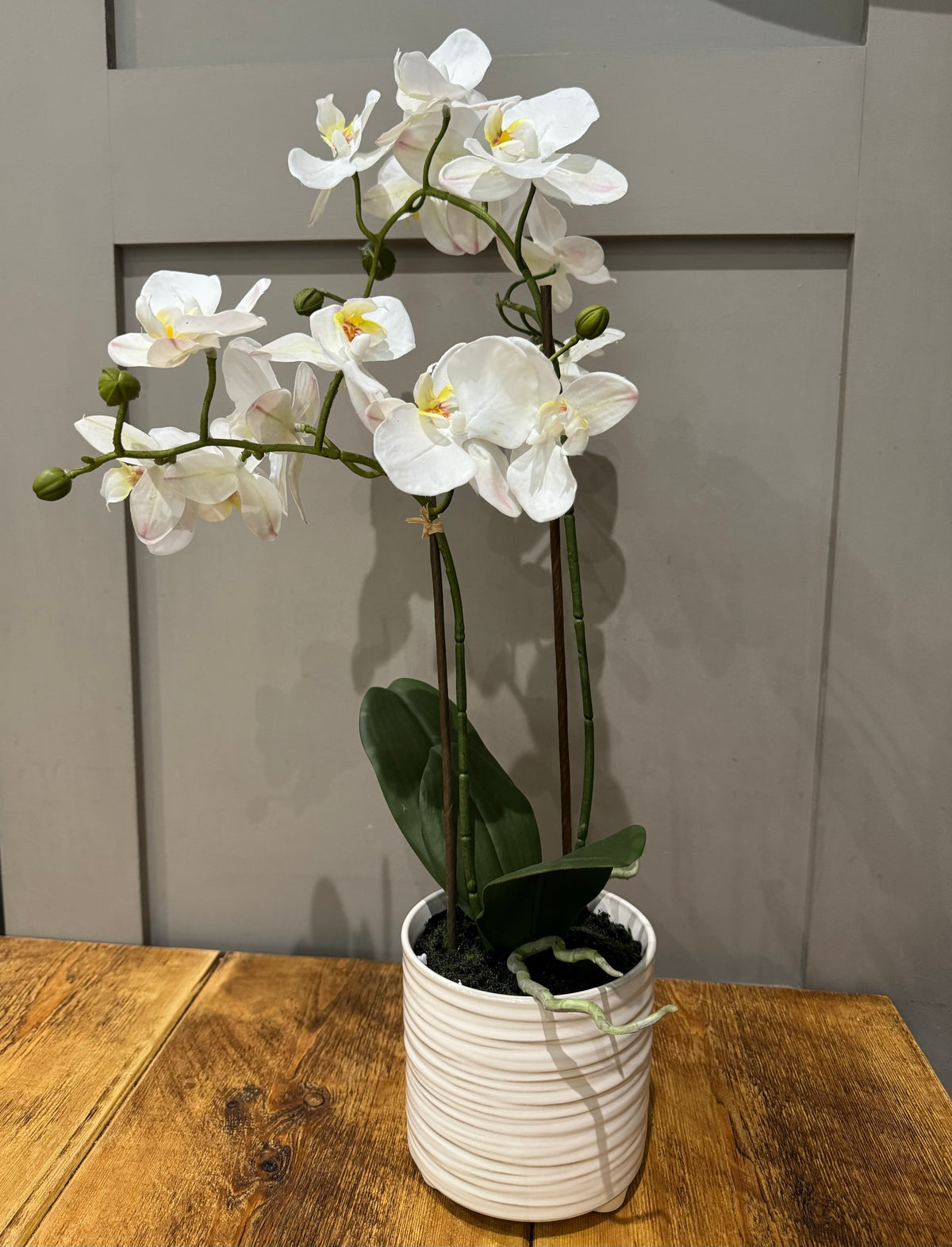 Double Orchid in Ceramic Pot | 53cm