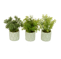 Potted Plant Assortment | 20cm