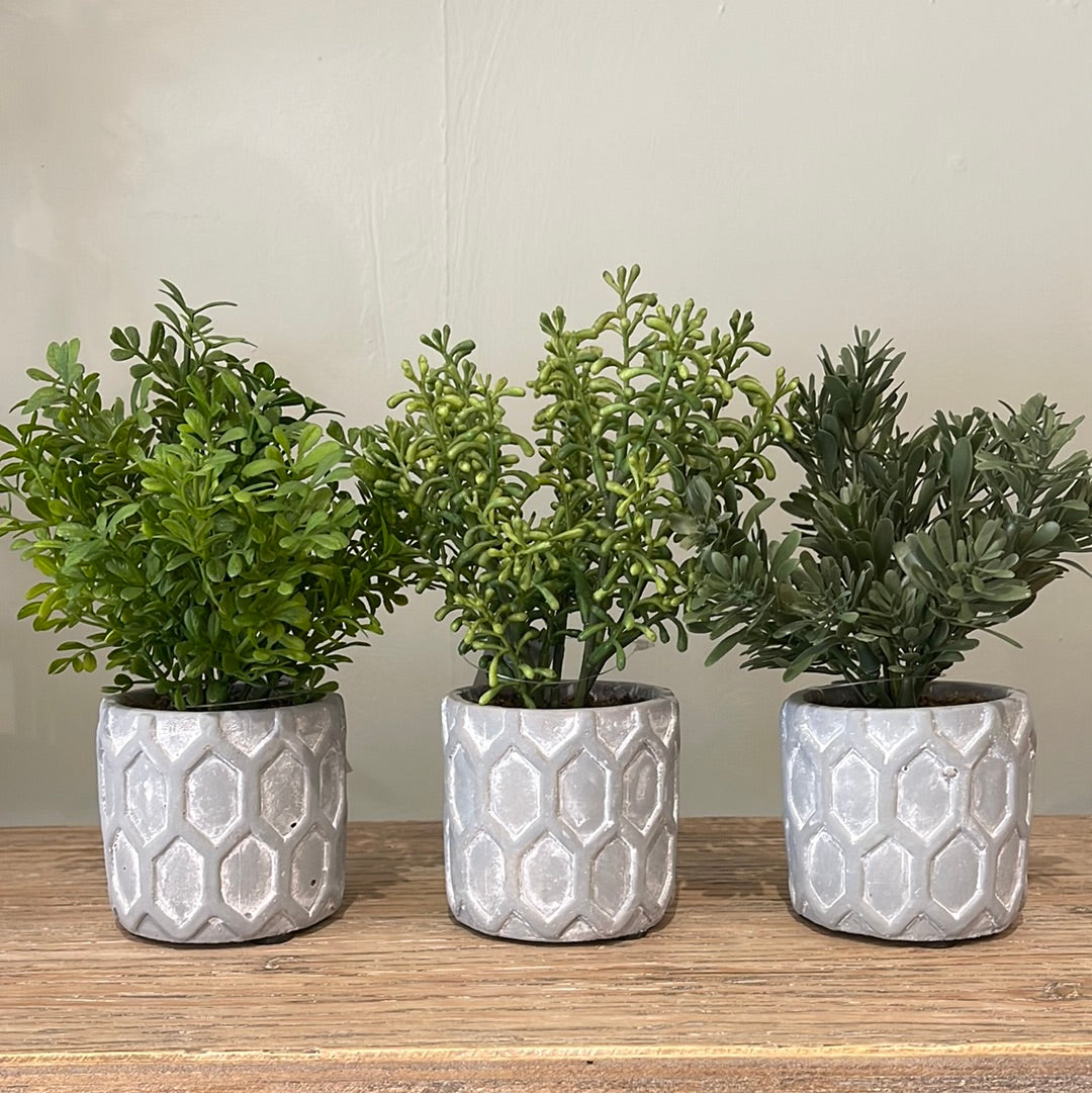 Potted Plant Assortment | 20cm