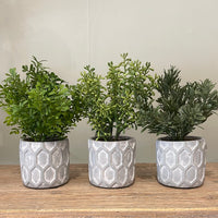 Potted Plant Assortment | 20cm