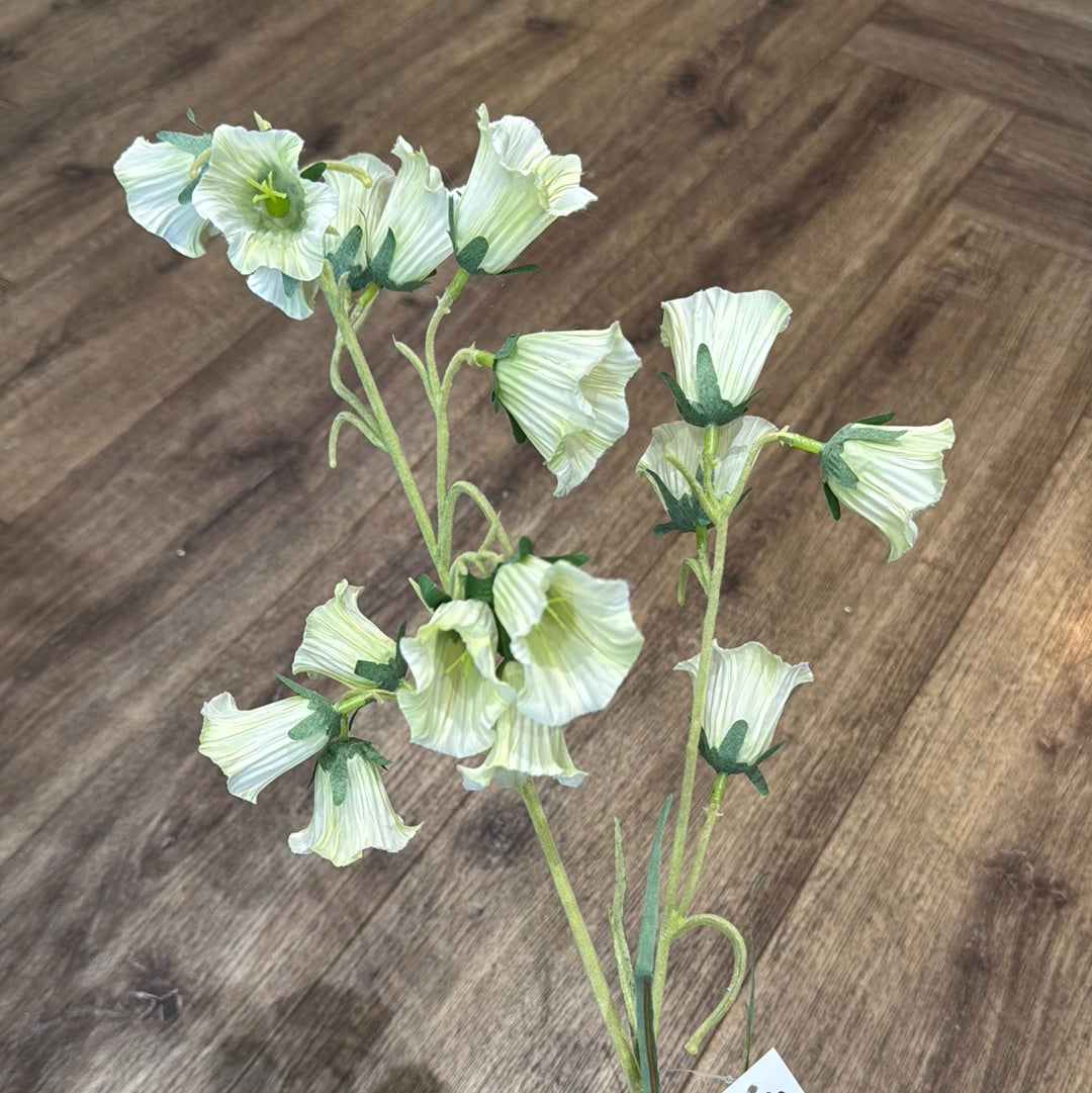 White Canterbury Bells