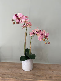 Orchid x2 In Ceramic Pot | 47cm