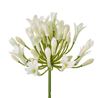 Agapanthus Stem | Cream