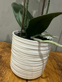 Double Orchid in Ceramic Pot | 53cm