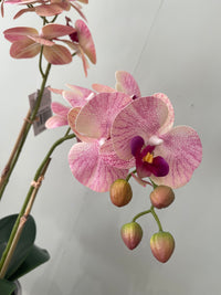 Orchid x2 In Ceramic Pot | 47cm