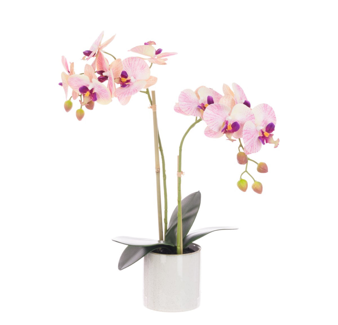 Orchid x2 In Ceramic Pot | 47cm