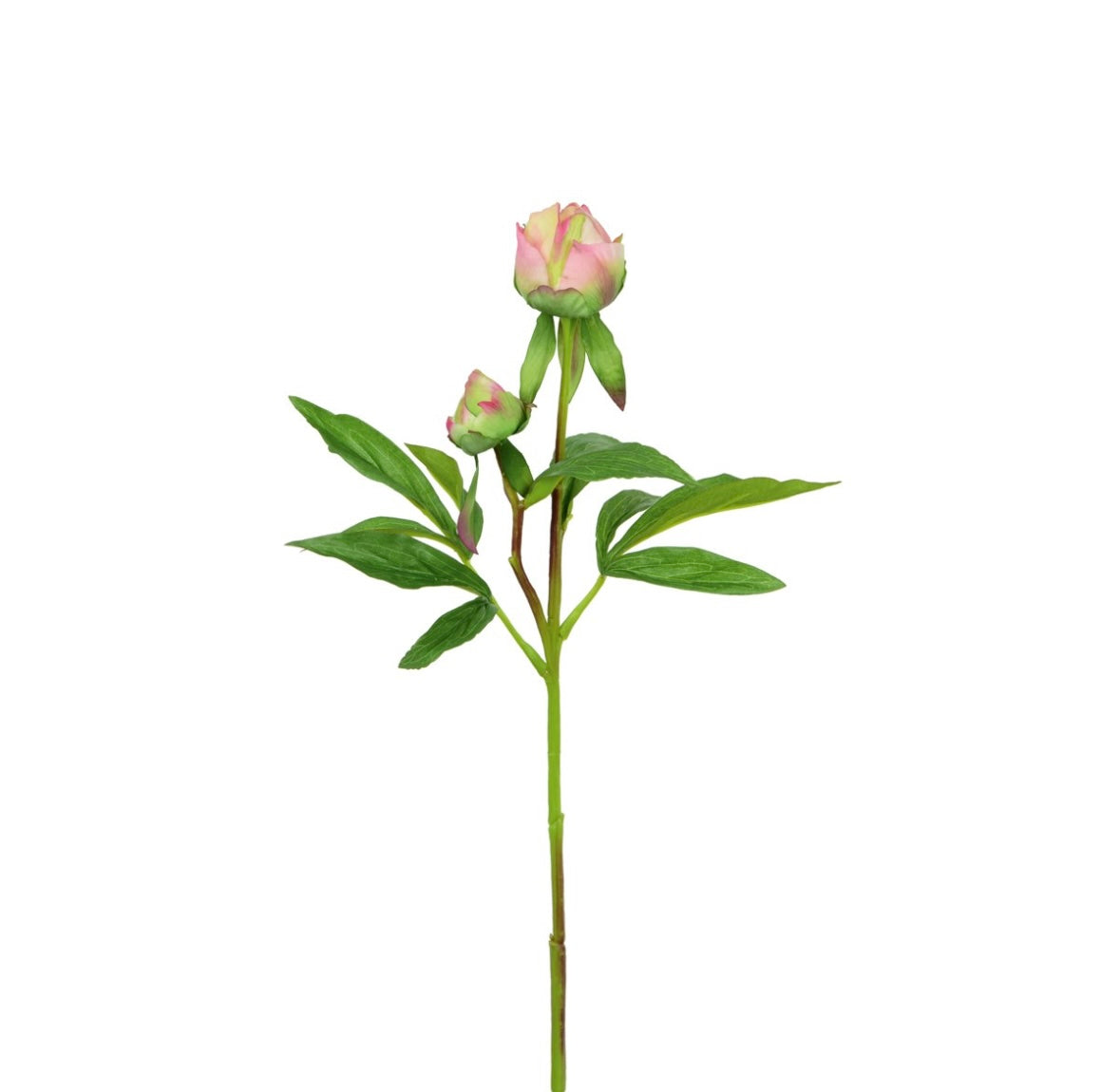 Peony Bud Stem | Pink