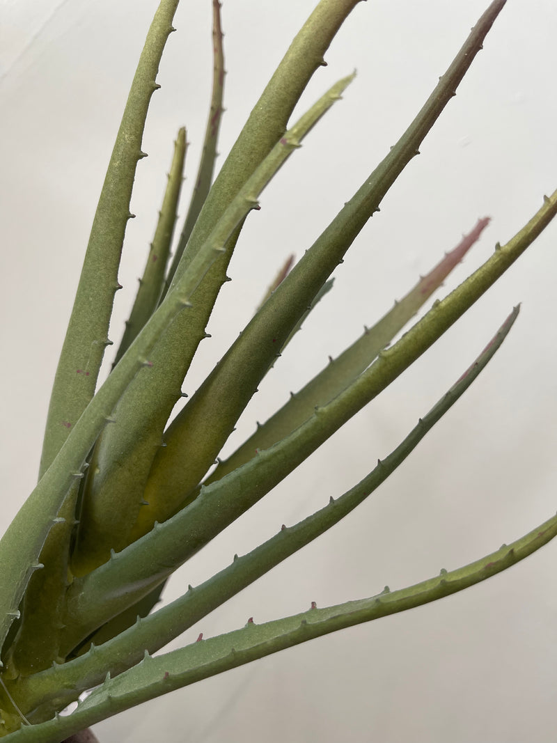 Aloe Plant In Pot | 28cm