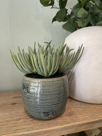 Succulent Plants in Aged Ceramic Pot