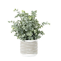 Eucalyptus in Textured Pot | Medium