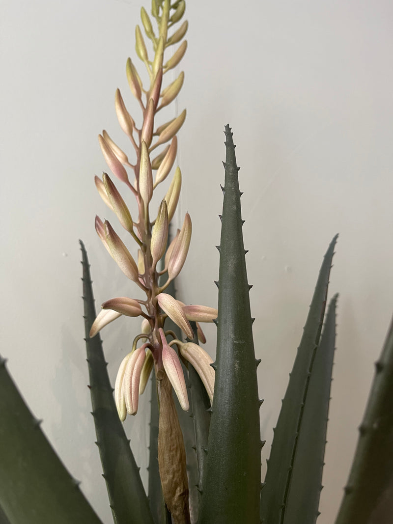 Flowering Aloe Vera Plant in Pot | 66cm