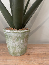 Flowering Aloe Vera Plant in Pot | 66cm