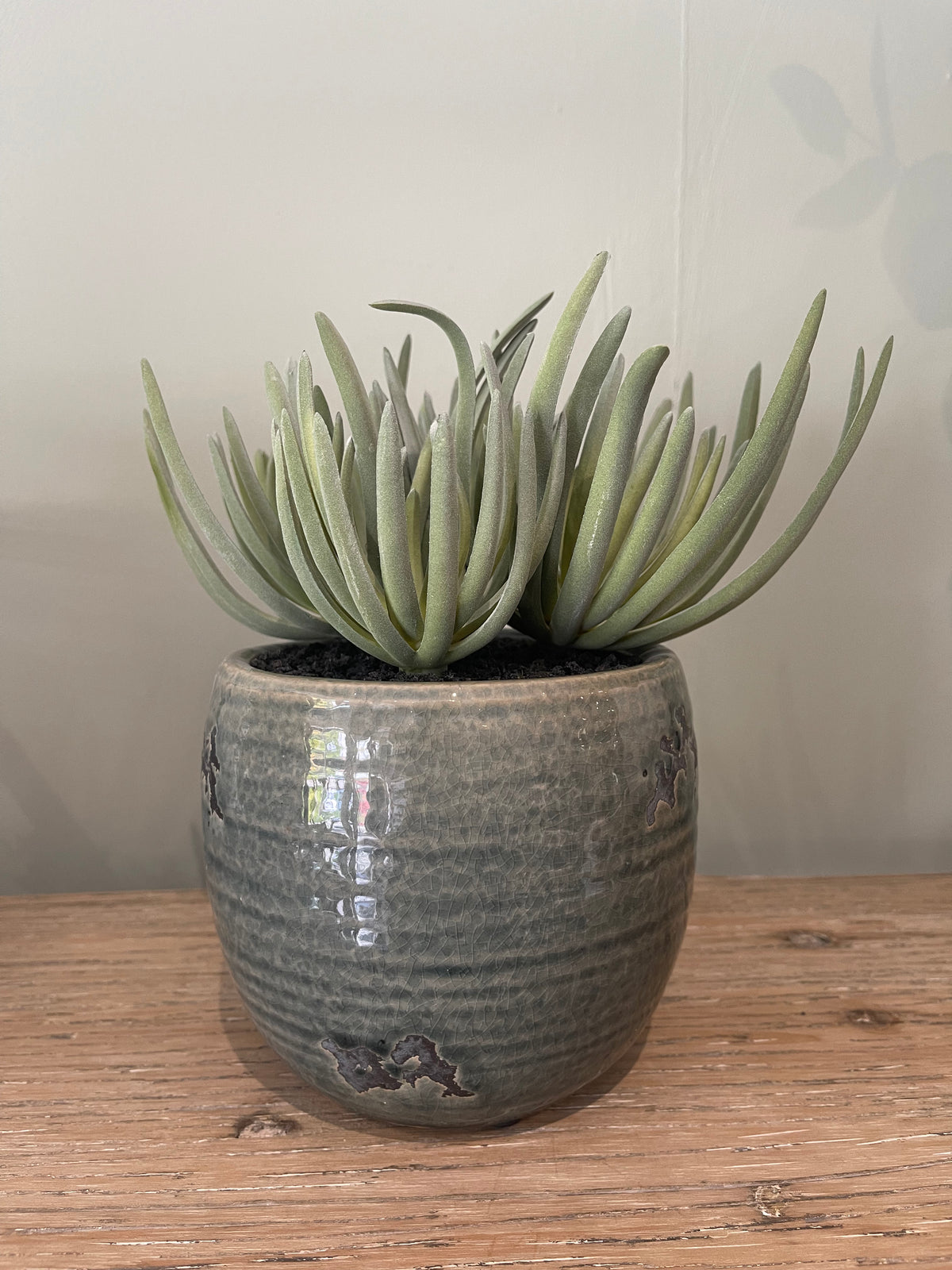 Succulent Plants in Aged Ceramic Pot