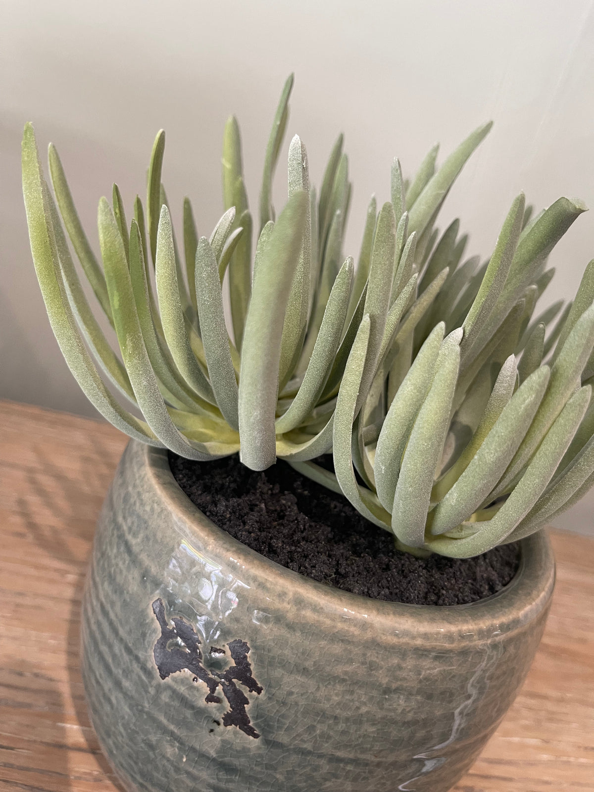 Succulent Plants in Aged Ceramic Pot