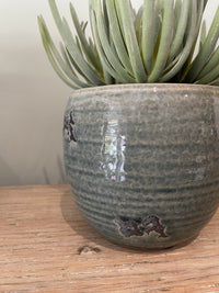 Succulent Plants in Aged Ceramic Pot