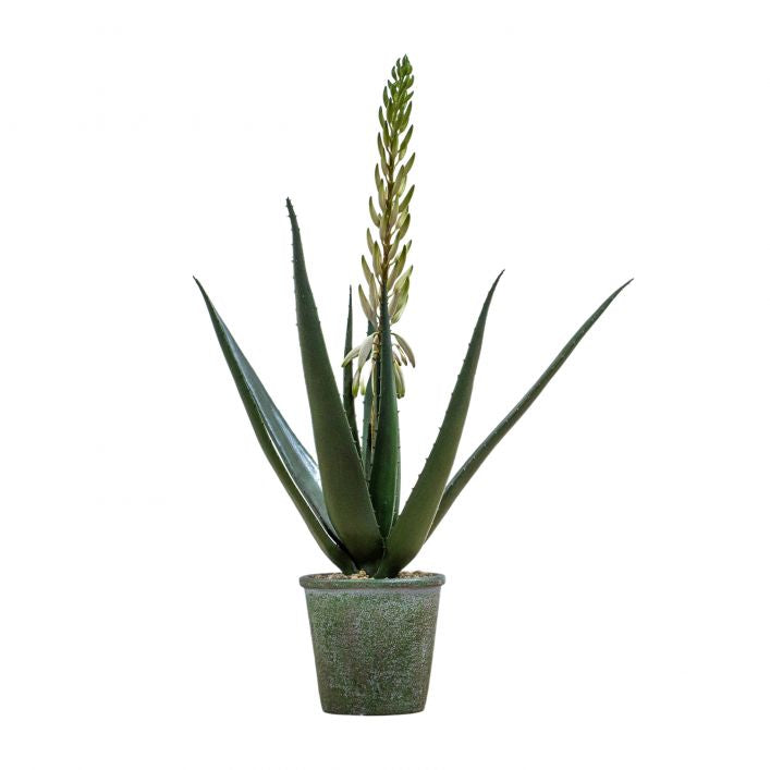 Flowering Aloe Vera Plant in Pot | 66cm