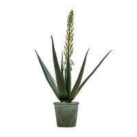 Flowering Aloe Vera Plant in Pot | 66cm