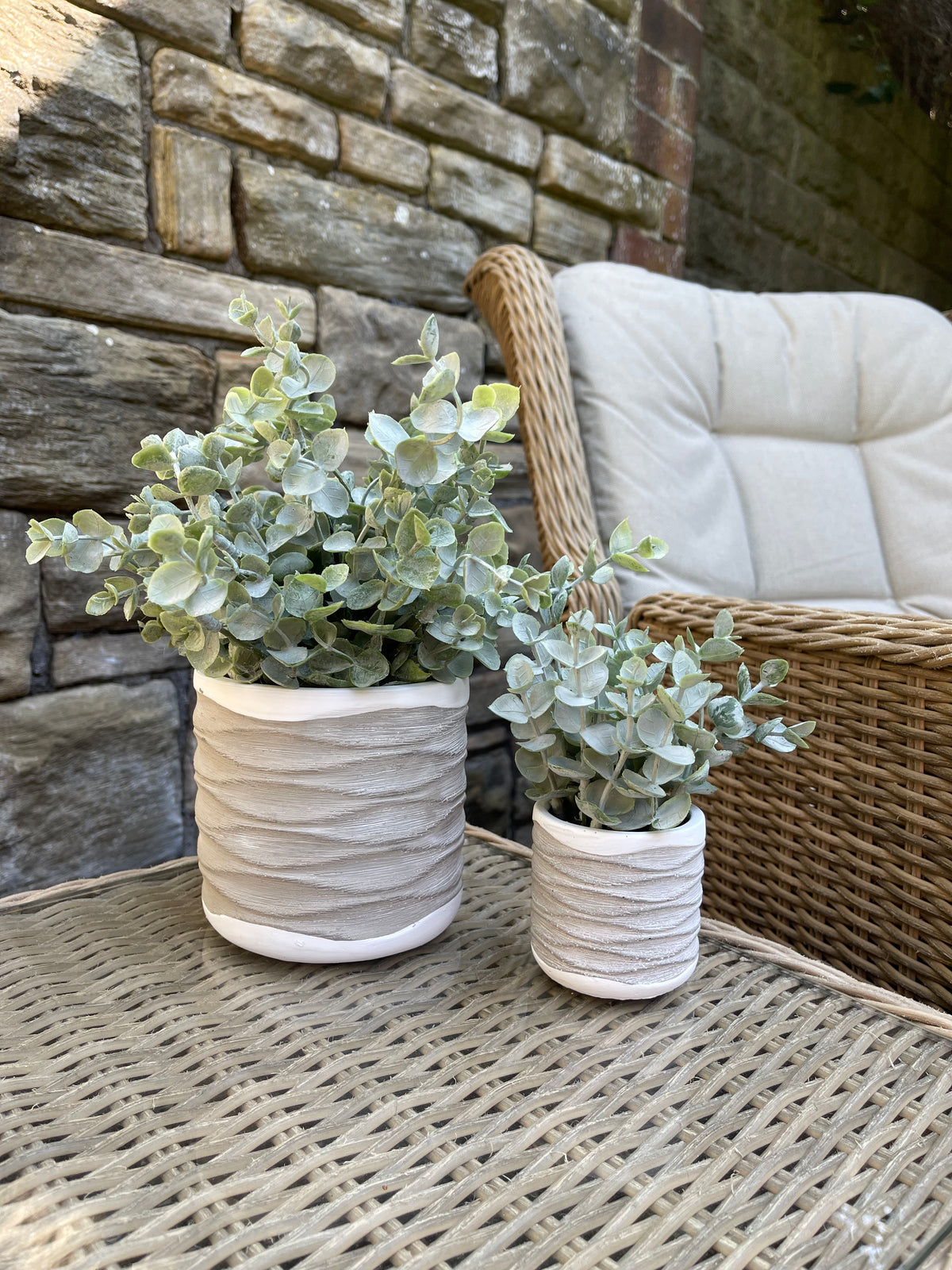 Eucalyptus in Textured Pot | Medium