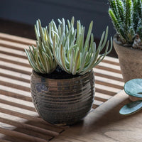 Succulent Plants in Aged Ceramic Pot