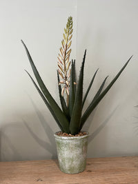 Flowering Aloe Vera Plant in Pot | 66cm