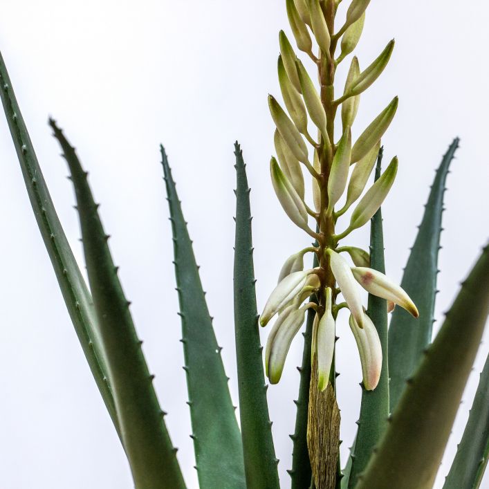 Flowering Aloe Vera Plant in Pot | 66cm