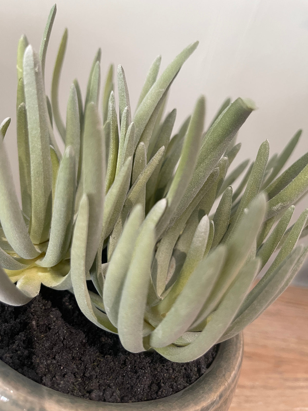 Succulent Plants in Aged Ceramic Pot