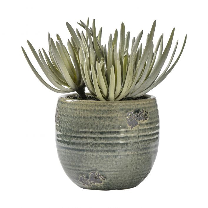 Succulent Plants in Aged Ceramic Pot