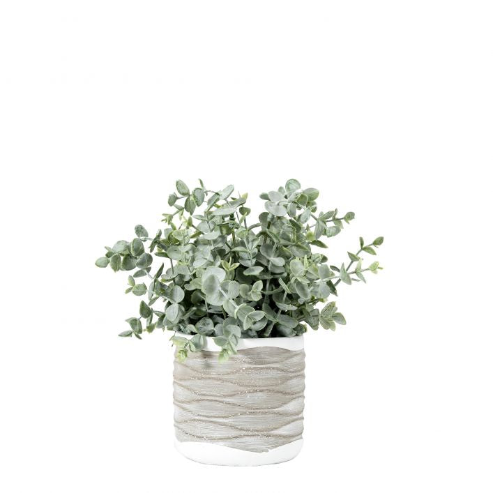 Eucalyptus in Textured Pot | Medium